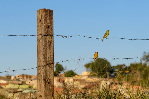 Two canaries on barbed wire, Valença (RJ), Brazil.