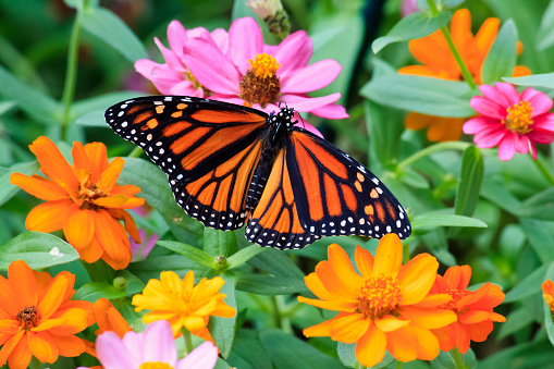 Mariposa monarca en Zinnias photo