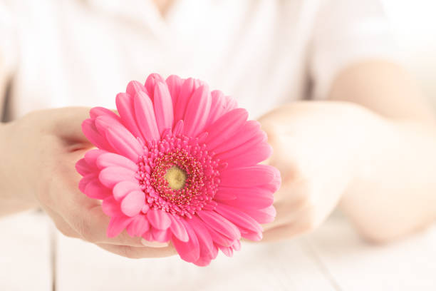 istock Female hold pink flower gerbera in hand on white background 974181702