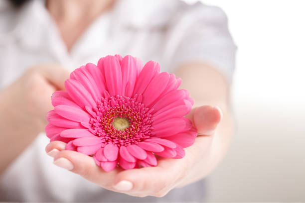 istock Pink gerbera in female hand, Gynecology concept 974184334