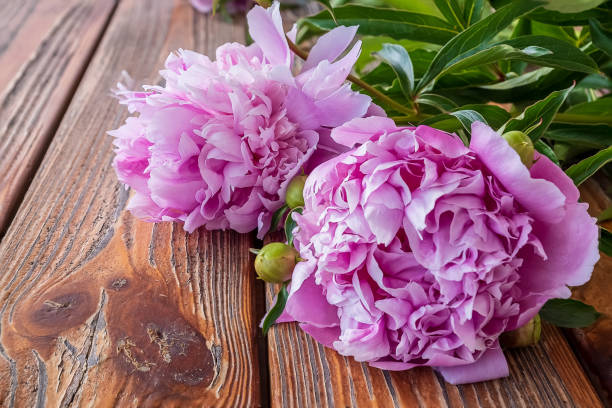 istock Peonie flowers old wooden background. 974199188