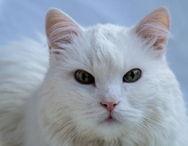 istock Portrait of cute white Cat , closeup. 974202274