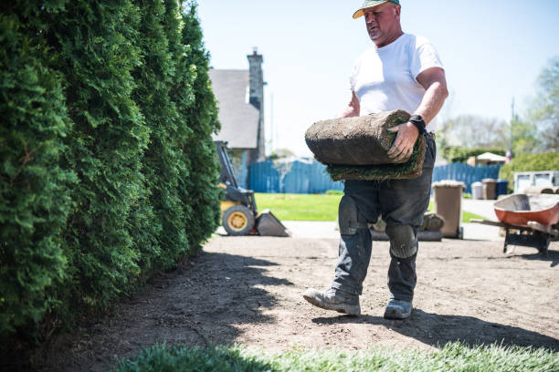 istock Senior man laying sod for new lawn 974203432