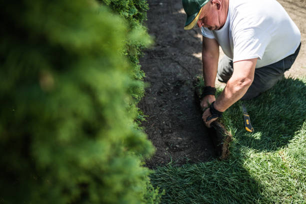 istock Senior man laying sod for new lawn 974203862