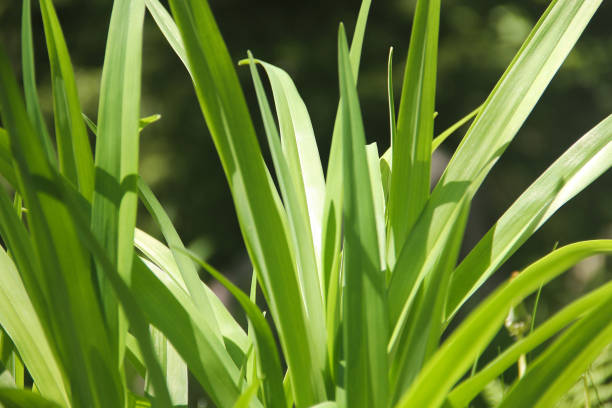 istock Long Green Leaves 974210252