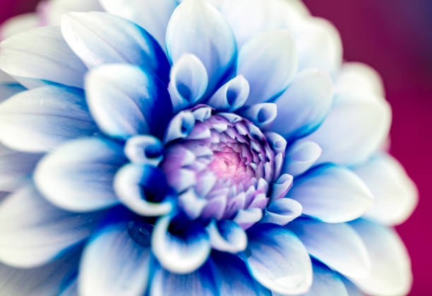 Close-up photo of a Dahlia flower in bloom. Toned image.