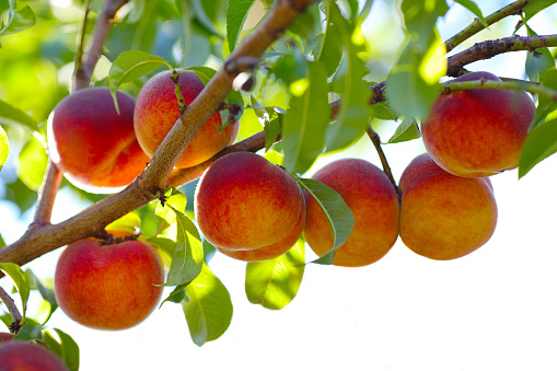 Peach tree with ripe fruits on branches