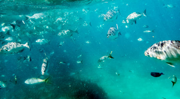 istock Marine life in Atlantic Ocean on Cuban coast 974216668
