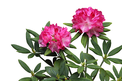 Pink Rhododendron Flower Plant isolated on white background