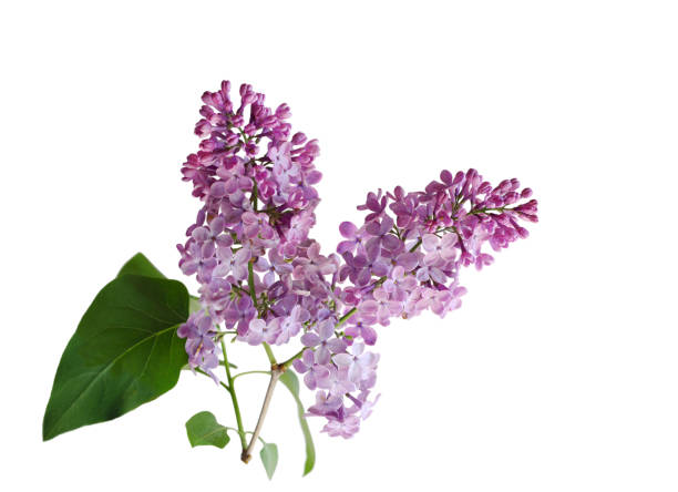 istock Purple lilac flower 974225802