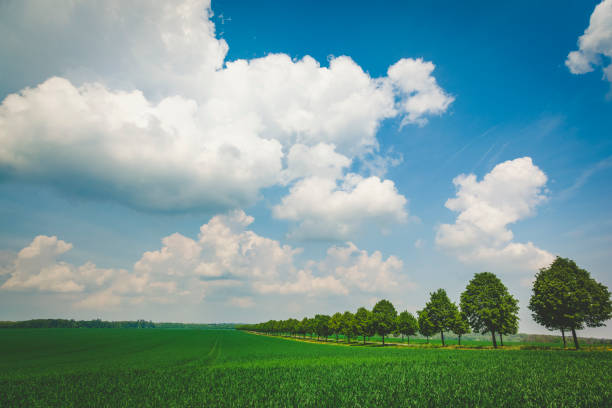 istock tree alley and idyllic green fields, germany 974225874