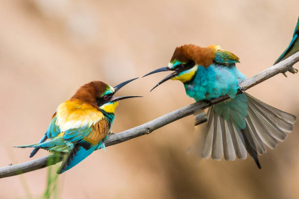 istock bee-eaters, Merops apiaster, sits on a branch, bienenfresser 974228008