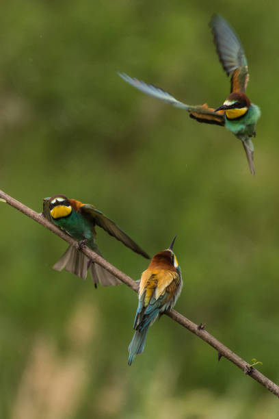 istock bee-eaters, Merops apiaster, sits on a branch, bienenfresser 974230724