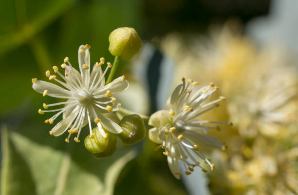 istock Lime flowers summer flower flower tea 974232434