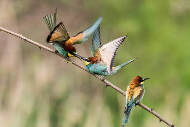 istock bee-eaters, Merops apiaster, sits on a branch 974232858