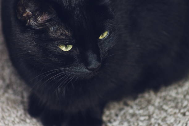istock Close up image of a domestic black cat sitting. 974232950