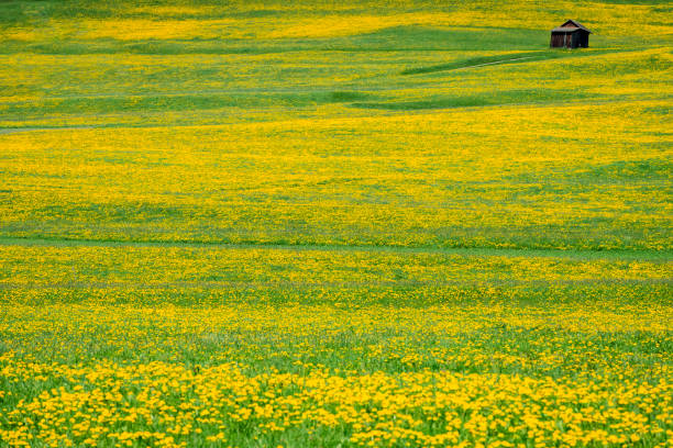 Yellow dandelion flower fields, Toblach, Dolomites, European Alps, Italy,no logos,Nikon D850