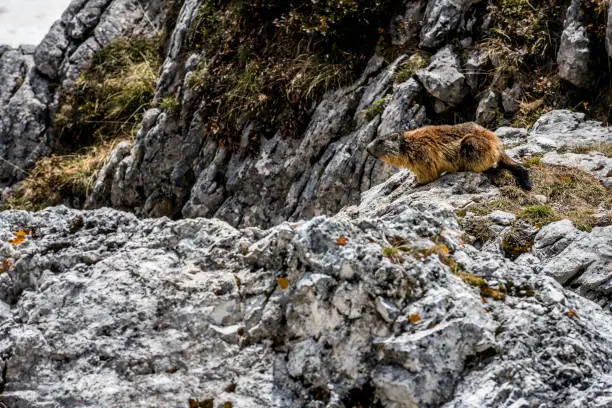 marmot of spring stands and looks at the passage of Valparola, Dolomites, Italy, the European Alps,no logos,Nikon D850