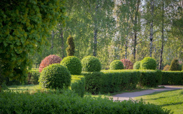 ligustrum barrière vivante, avec des plateaux ronds. un échantillon de l’art topiar dans le jardin botanique de kiev est l’icône de grishka - gallica rose photos et images de collection