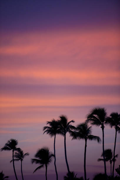 istock Palm trees silhouette at sunset tropical beach. Orange sunset 974239246
