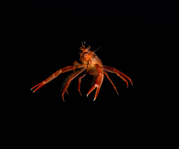 istock Tuna Crab Swimming in Ocean 974239488