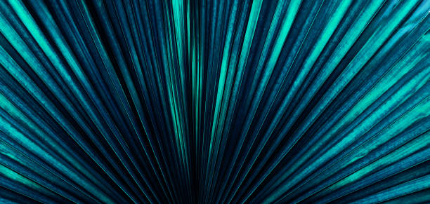 istock tropical leaf forest glow in the dark background. High contrast. 974248344