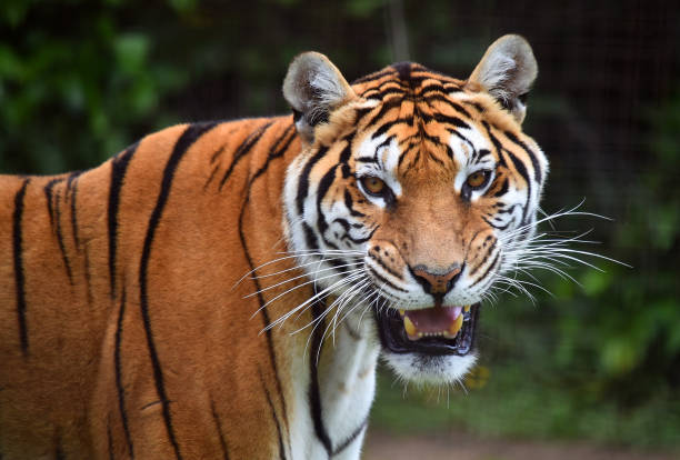 istock tiger of siberian 974248648