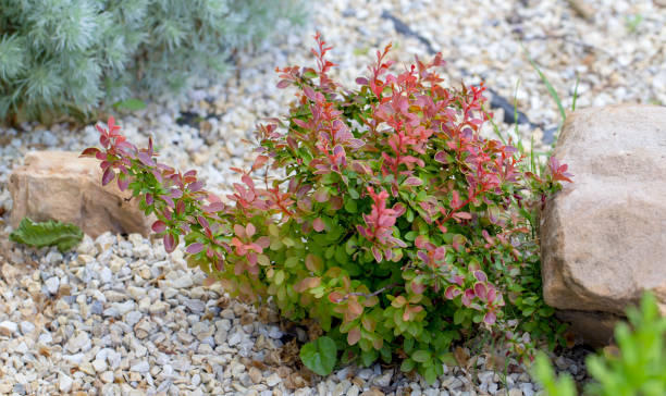 istock Bush barberry with red leaves. Plant growing. 974248836