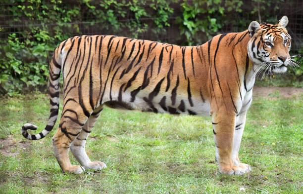 istock tiger of siberian 974250770