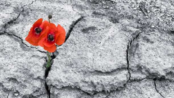 roter mohn blüht in einem trockenen bereich. papaver rhoeas. hoffnung und winterhärte idee. schwarz / weiß-hintergrund - poppy field remembrance day flower stock-fotos und bilder