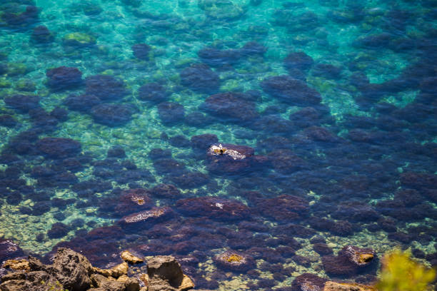istock coral sea seaweed 974251938