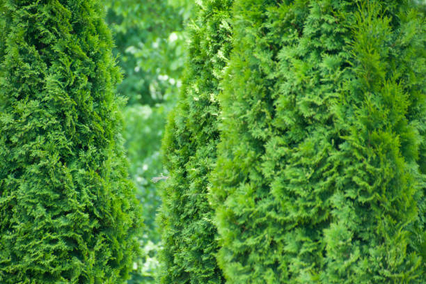 istock Green background of thuja trees 974252328