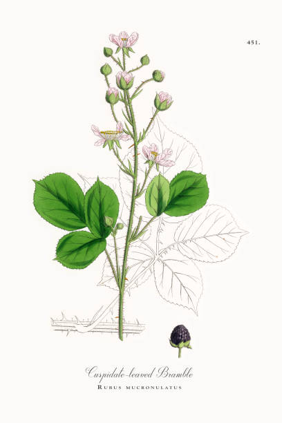 ilustrações, clipart, desenhos animados e ícones de cuspidate-com folhas de amora, rubus mucronulatus, ilustração botânica vitoriana, 1863 - cuspidate