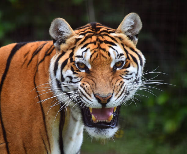 istock tiger of siberian 974256894
