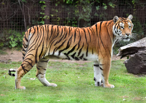 istock tiger of siberian 974257282