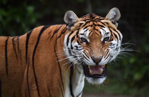 istock tiger of siberian 974260666