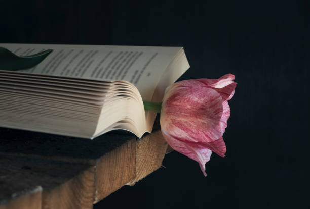 istock Pink tulip in an open book in low light 974260750