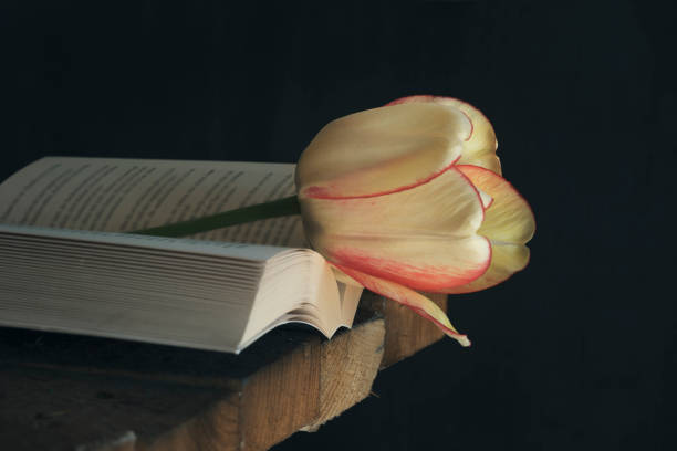 istock Yellow tulip and an open book in dark background 974260914