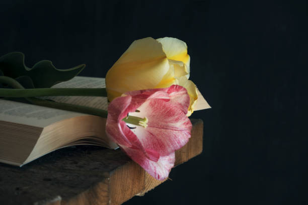 istock Red and yellow tulips on an open book 974260952