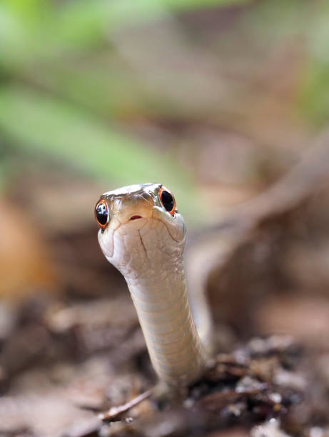istock Extreme Closeup Focus Stacked Image of a Ribbon Snake 974263480