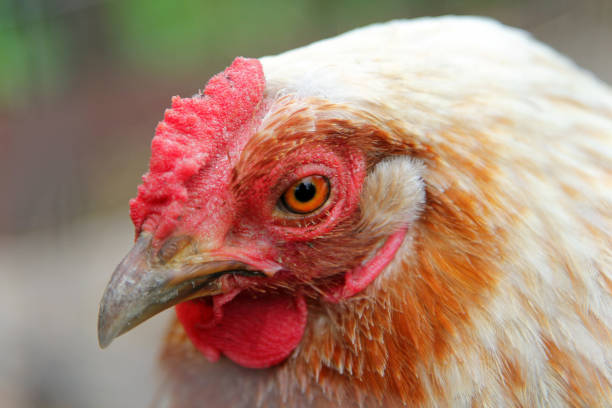 istock Portrait of colorful white chicken 974265596