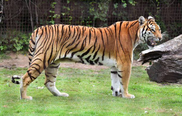 istock tiger of siberian 974265696