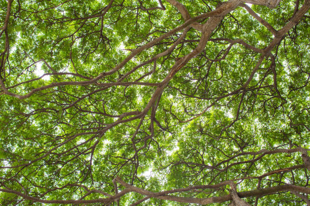 istock Under shade of giant tree from bottom view. can be use to natural background 974266054