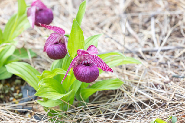 istock Large-flowered Cypripedium, Japan 974266882