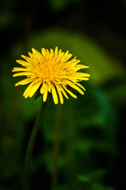 istock Dandelion With Dark Green Background 974272808
