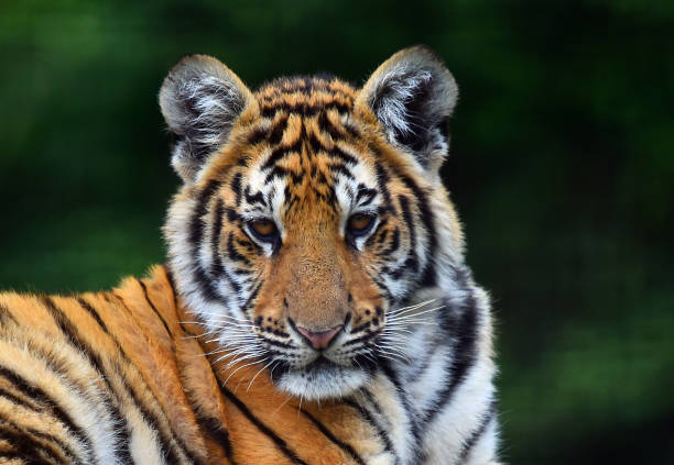 istock tiger of siberian 974272930