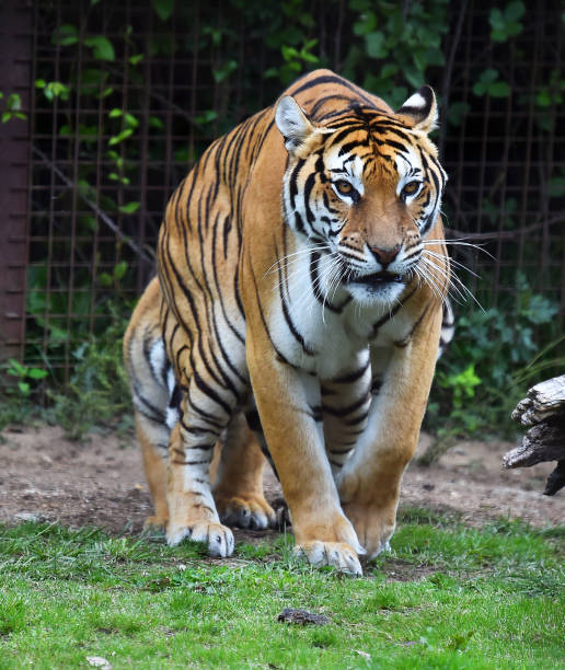 istock tiger of siberian 974273590