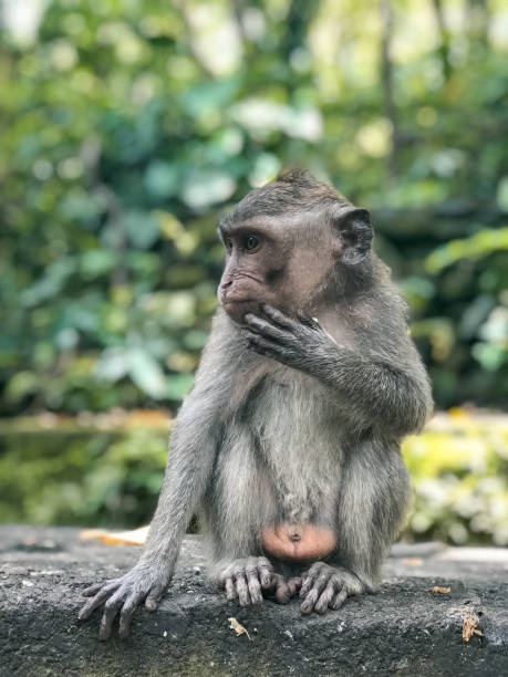 istock Monkey forest in Ubud, Bali, Indonesia. 974274106