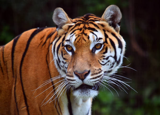 istock tiger of siberian 974274368
