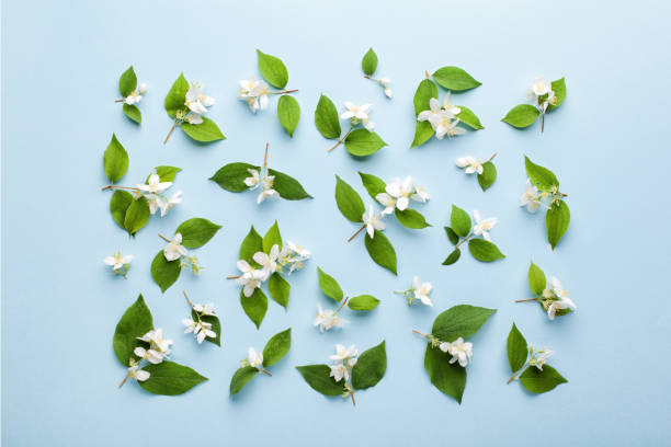 Pattern made of jasmine flowers and leaves on pastel blue background. Pattern made of jasmine flowers and leaves on pastel blue background. Flat lay, top view. jasmine flower bouquet stock pictures, royalty-free photos & images